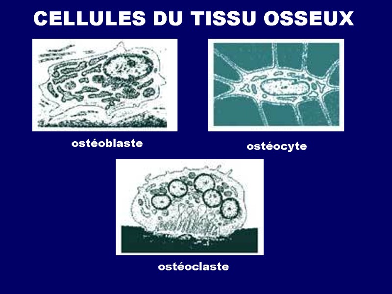 CELLULES DU TISSU OSSEUX ostéoblaste ostéocyte ostéoclaste